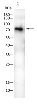 PDE1B Antibody