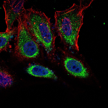 GUCY1A1 Antibody