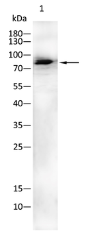 GUCY1A1 Antibody