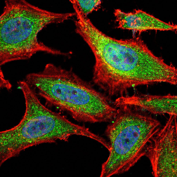 PIWIL4 Antibody