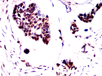 NELFA Antibody