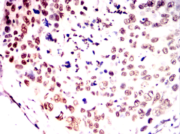NELFA Antibody
