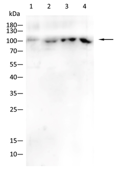 ITGB4 Antibody