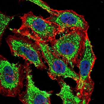 CD33 Antibody