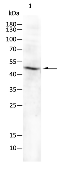 CD33 Antibody