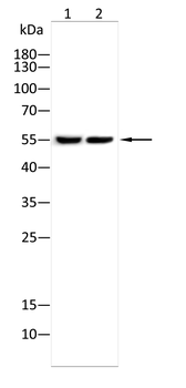 CD33 Antibody