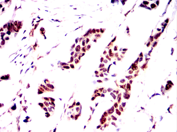 PAX3 Antibody