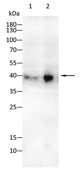 PAX3 Antibody