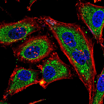 MRPL42 Antibody