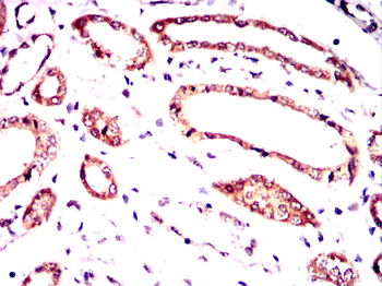 MRPL42 Antibody