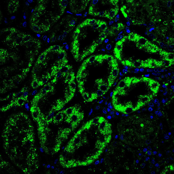 MRPL42 Antibody