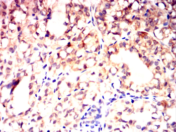 MRPL42 Antibody