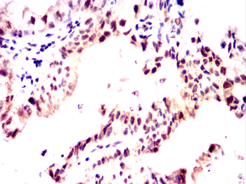 GATA6 Antibody