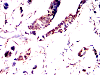 GATA6 Antibody