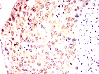 GATA6 Antibody