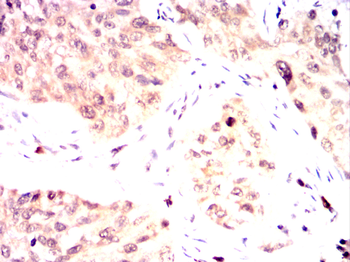 GATA6 Antibody