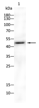 GATA6 Antibody