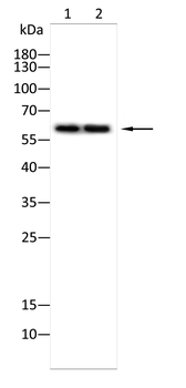 GATA6 Antibody