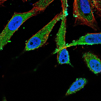 FGF4 Antibody