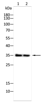 FGF4 Antibody