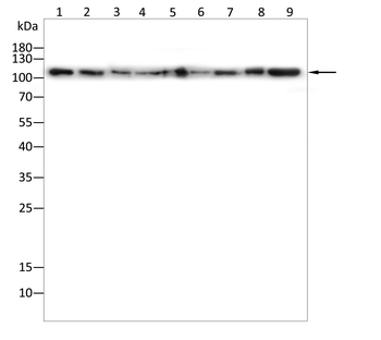 FLT3 Antibody