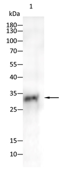 GSC Antibody