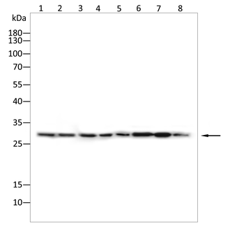 GSC Antibody