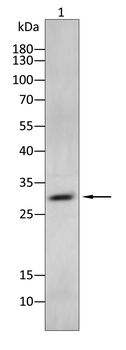 IL1B Antibody