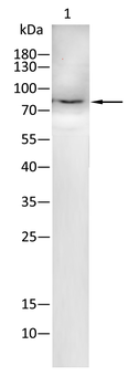 PIK3R1 Antibody