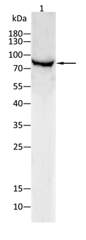 PIK3R1 Antibody