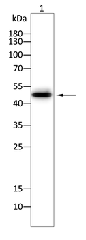 PIK3R1 Antibody