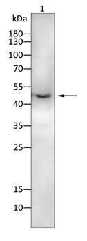 PIK3R1 Antibody