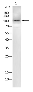 NOS2 Antibody