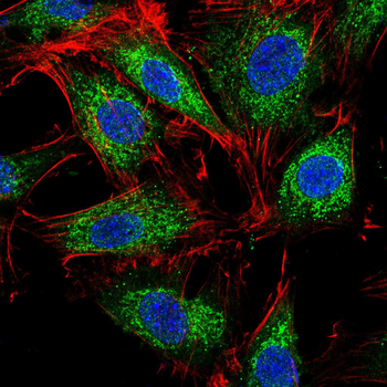 NOS2 Antibody