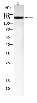 NOS2 Antibody