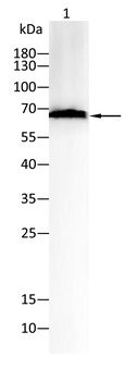 NFE2L2 Antibody