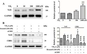 NFE2L2 Antibody