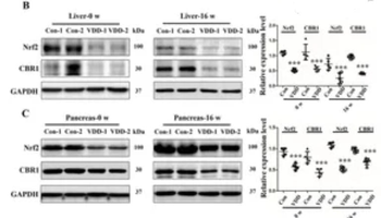 NFE2L2 Antibody