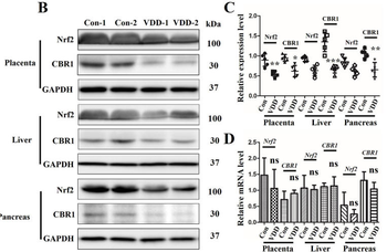 NFE2L2 Antibody
