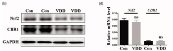NFE2L2 Antibody