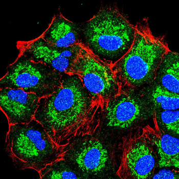 NFE2L2 Antibody