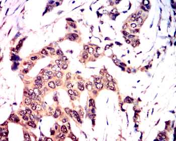 NFE2L2 Antibody