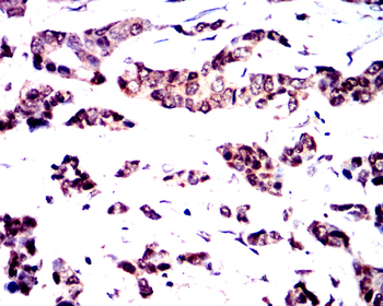 CCND1 Antibody