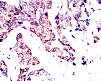 CCND1 Antibody