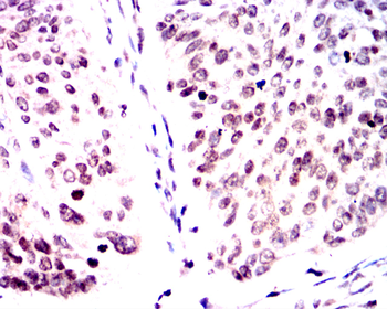 CCND1 Antibody