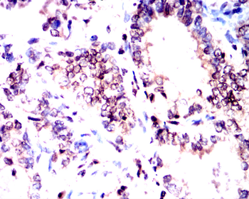 CCND1 Antibody