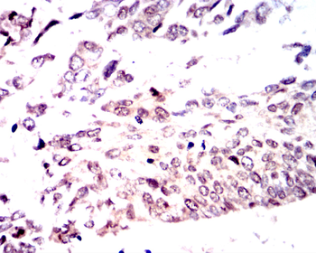 CCND1 Antibody