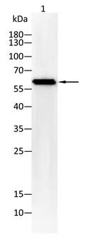 OCLN Antibody