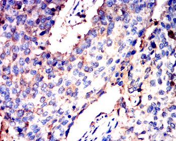 OCLN Antibody