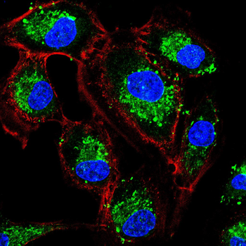 OCLN Antibody